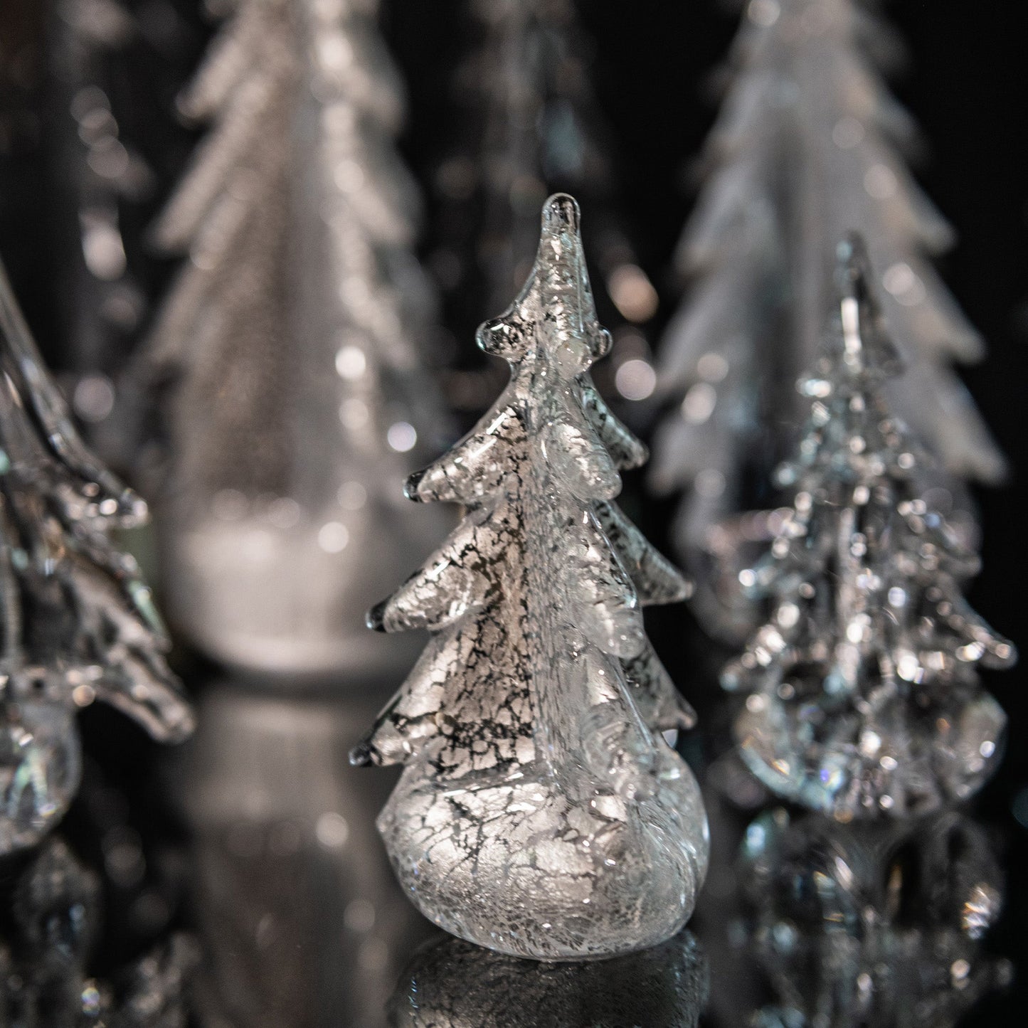Silver Leaf Evergreen