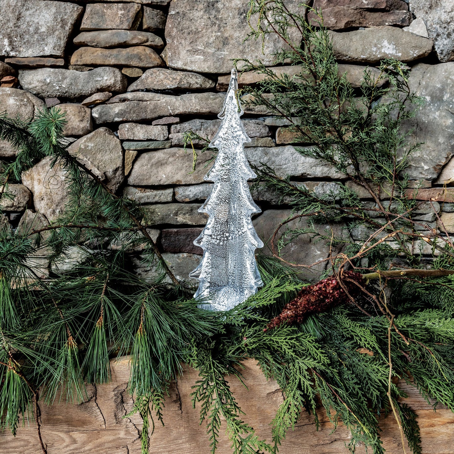 Silver Leaf Evergreen