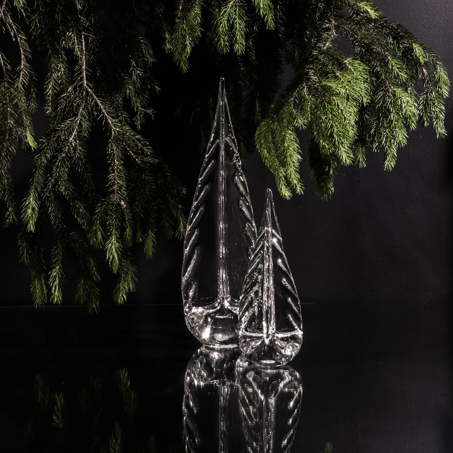 Ice Laden Evergreen
