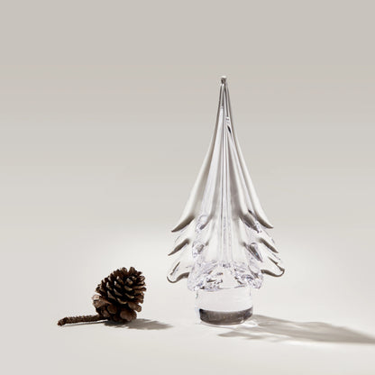 Spruce Evergreen
